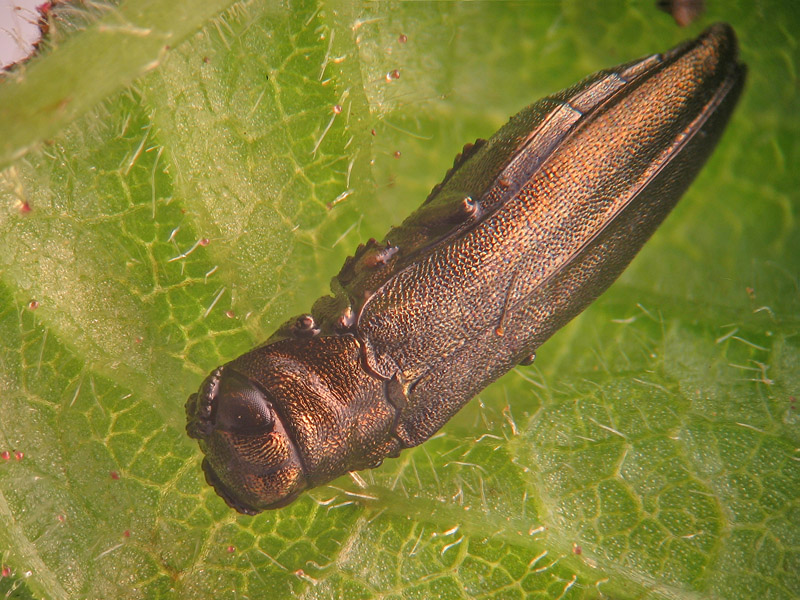 Agrilus cuprescens?